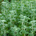 White Horehound Seeds (Marrubium vulgare) - 500 Pack, 10-18" Tall, Full Sun
