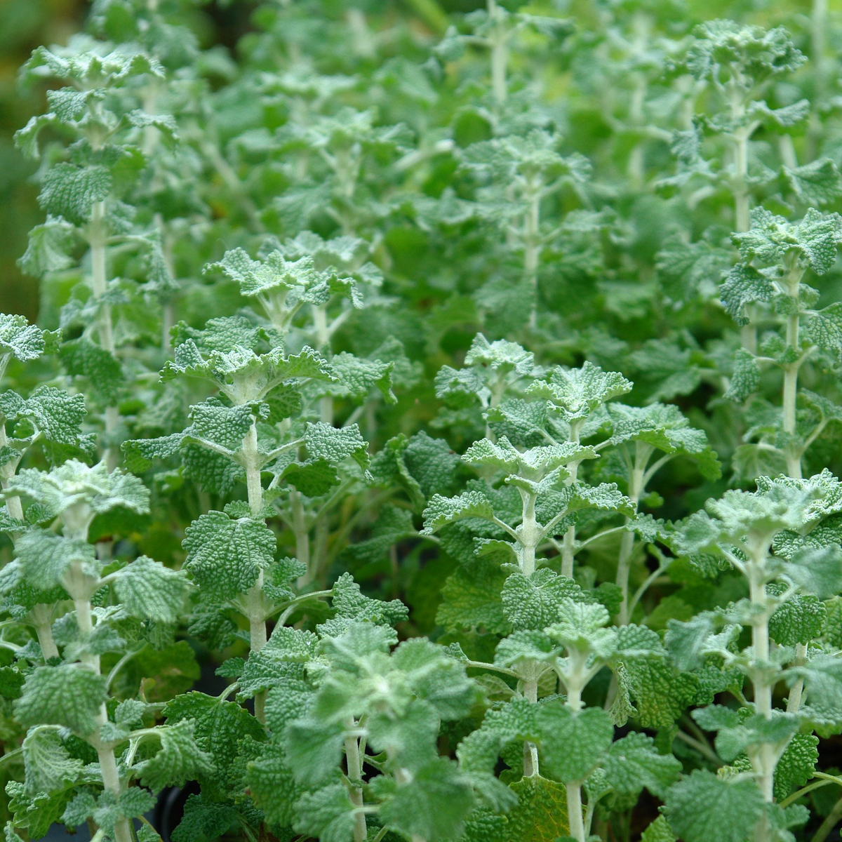 White Horehound Seeds (Marrubium vulgare) - 500 Pack, 10-18" Tall, Full Sun