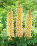 Lupinus Cashmere Cream Lupine Seeds - 25+ Creamy White Blooms for Pollinators