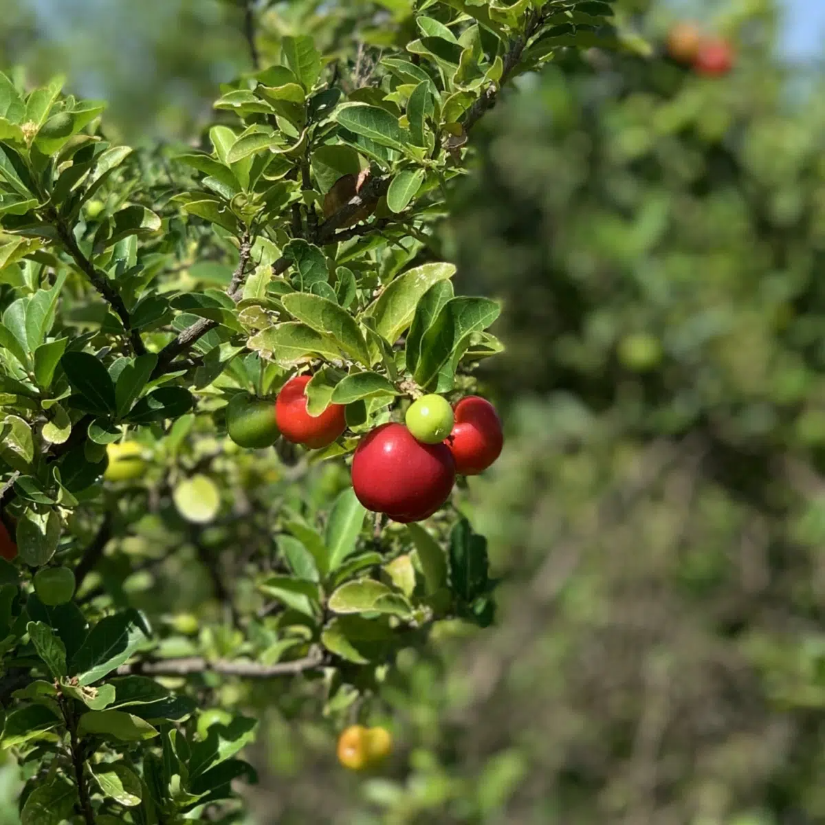 Acerola Fruit Tree (Malpighia emarginata) Starter Plant 2-3' Tall Ready to Fruit