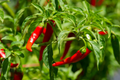 Long Thin Red Cayenne Pepper Seeds (Capsicum annuum) - Heirloom, Non-GMO, High-Yield