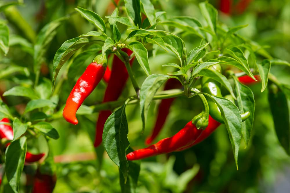 Long Thin Red Cayenne Pepper Seeds (Capsicum annuum) - Heirloom, Non-GMO, High-Yield