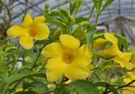 Yellow Allamanda Starter Plant - Golden Trumpet (Allamanda cathartica)