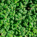 Greek Oregano Seeds - Heirloom, Non-GMO, 2000 Seeds, Perennial Herb, Full Sun, Zones 4-9