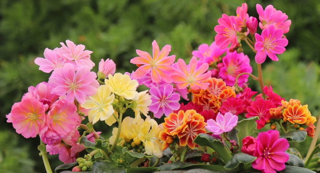 Lewisia 'Rainbow Mix' Starter Plant | Hardy Succulent for Rock Gardens & Pots