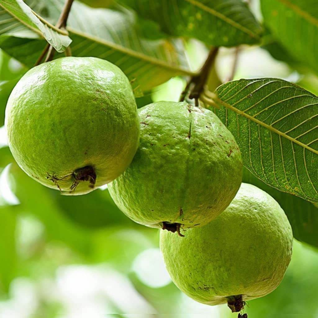 Giant Bangkok White Guava Seeds (Psidium guajava) – 20 Organic Non-GMO Seeds