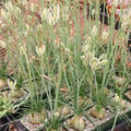 Albuca humilis Bare Root Bulbs - 5 Live Bulbs, Drought-Tolerant Succulent with Green-White Flowers