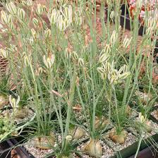 Albuca humilis Bare Root Bulbs - 5 Live Bulbs, Drought-Tolerant Succulent with Green-White Flowers