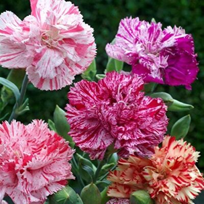 Double Picotee Mix Carnation Seeds (Dianthus caryophyllus) – Fragrant Cut Flowers, Non-GMO, Zones 4-9