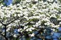 Cornus florida White Flowering Dogwood Tree Seeds - 10 Seeds, Hardy Ornamental
