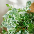 Pothos Pearls and Jade – 3 Cuttings (4-5") Easy-Care Devil's Ivy Houseplant