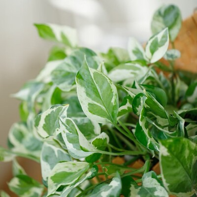 Pothos Pearls and Jade – 3 Cuttings (4-5") Easy-Care Devil's Ivy Houseplant