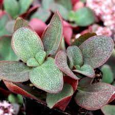 Crassula Multicava 'Green Fairy Jade' - 2 Unrooted 2" Cuttings