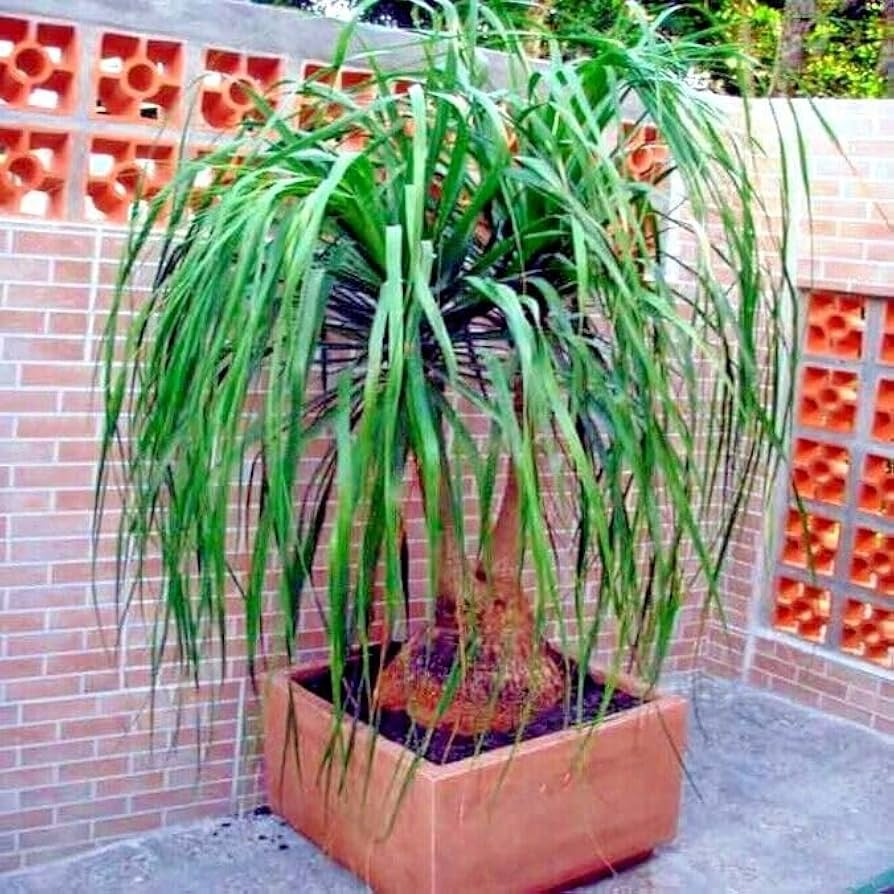 Ponytail Palm Seeds Beaucarnea recurvata | 10 Seeds | Indoor Houseplant
