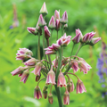 Allium Nectaroscordum Siculum Bulbs (Sicilian Honey Garlic) - 3 Pack