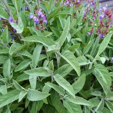 Extrakta Sage Seeds Salvia officinalis - 18-30 in., Heirloom Culinary Herb, Non-GMO, Zones 5-10