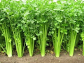 Chinese Celery Seeds - Heirloom, Non-GMO | Apium graveolens - 5000 seeds
