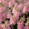 Chantilly Pink Snapdragon Seeds (Antirrhinum majus) - 1000+ Fragrant Pink Flowers, Tall Annual