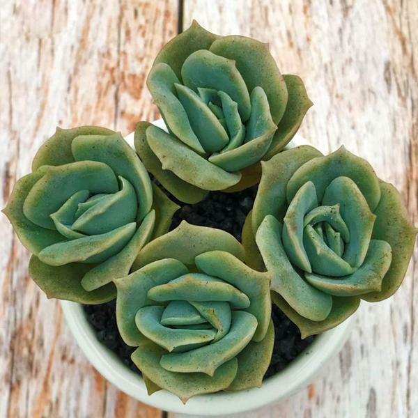 Echeveria Lovely Rose - 5 Fully Rooted Succulents in 2" Pots