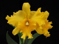 Rlc Pathoon Delight 'Golden Sun' Orchid Live Starter Plant - Yellow Cattleya in 3-Inch Pot