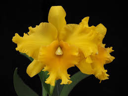 Rlc Pathoon Delight 'Golden Sun' Orchid Live Starter Plant - Yellow Cattleya in 3-Inch Pot
