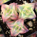 Crassula Perforata String of Buttons – 2 Bare Root Live Plants (2"), Drought-Tolerant Succulent
