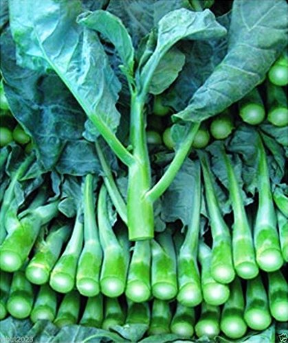 Wan Shen Kailan Seeds (Brassica oleracea) - Chinese Broccoli 500mg ~150 Seeds