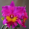 Cattleya Rlc King of Taiwan Orchid - Small Seedling | Purple Blooms | Starter Potted Plant