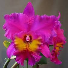 Cattleya Rlc King of Taiwan Orchid - Small Seedling | Purple Blooms | Starter Potted Plant