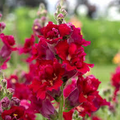 Antirrhinum majus Madame Butterfly Red Snapdragon Seeds – 1000+ Seeds for Garden & Cut Flowers