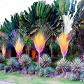 Traveler's Palm Seeds Ravenala madagascariensis - 5 Seeds