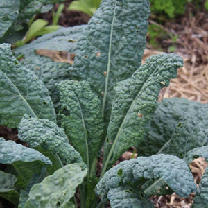 Kale Lacinato (Dinosaur Kale) Seeds - 1g, Brassica oleracea, Non-GMO, Heirloom