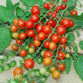Tess' Land Race Currant Tomato Seeds - 25 Fresh Heirloom Tiny Cherry Tomatoes