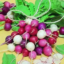 Easter Egg Radish Seeds - 500+ Colorful Heirloom Blend, Fast-Growing