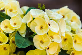 Light Yellow Crown of Thorns Cutting (1 Unrooted) - Euphorbia milii Starter Cutting