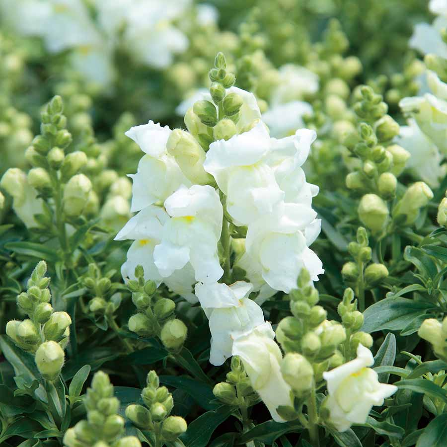 Candy Tops White Snapdragon Seeds (Antirrhinum majus) - 1000+ Seeds, Compact Pure White Blooms