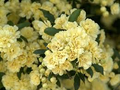 Lady Banks Climbing Rose Cuttings (4): Thornless, Soft Yellow Blooms, Organic & USA Grown