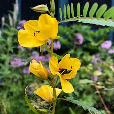 Partridge Pea Seeds (Chamaecrista fasciculata) – 25 Seeds, Bright Yellow Wildflowers
