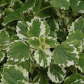 Plectranthus coleoides 'Variegata' | 3 Rooted Cuttings, 4