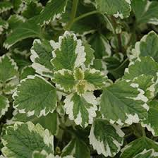 Plectranthus coleoides 'Variegata' | 3 Rooted Cuttings, 4
