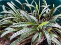 Ledebouria socialis Silver Squill - 1 Live Starter Plant (Variegated), Drought-Tolerant Houseplant