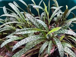 Ledebouria socialis Silver Squill - 1 Live Starter Plant (Variegated), Drought-Tolerant Houseplant