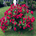 Japanese Red Rugosa Rose Seeds (Rosa rugosa 'Rubra') – Hardy fragrant bush, edible hips, zones 3-10