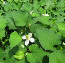 Fish Mint (Houttuynia cordata) Bare Root Plants — 20 Live Perennial Ground Cover