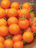 Sungold Tomato Seeds | F1 Hybrid, Non-GMO, Sweet Golden Cherry Tomatoes - 65 Days