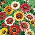 Painted Daisy Seeds - Non-GMO Chrysanthemum carinatum, Yellow/Red/White Blooms, Pollinator Attracting, Drought-Tolerant (Zones 3-10) - Annual