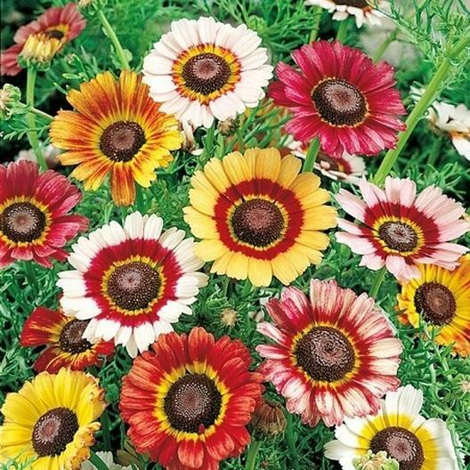 Painted Daisy Seeds - Non-GMO Chrysanthemum carinatum, Yellow/Red/White Blooms, Pollinator Attracting, Drought-Tolerant (Zones 3-10) - Annual