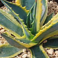 Variegated Agave Americana (Century Plant) Starter Plant - 6-12"