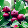 20 Strawberry Guava Seeds (Psidium cattleianum) – Exotic Edible Fruit Tree Seeds, Zones 9-11