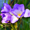 Freesia Single Blue Bulbs – 5 Starter Bulbs, Fragrant Violet-Blue Blooms, Full Sun, Zones 9-10